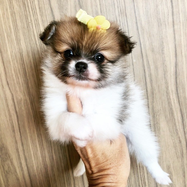 Filhote de Sptiz branco com laranja